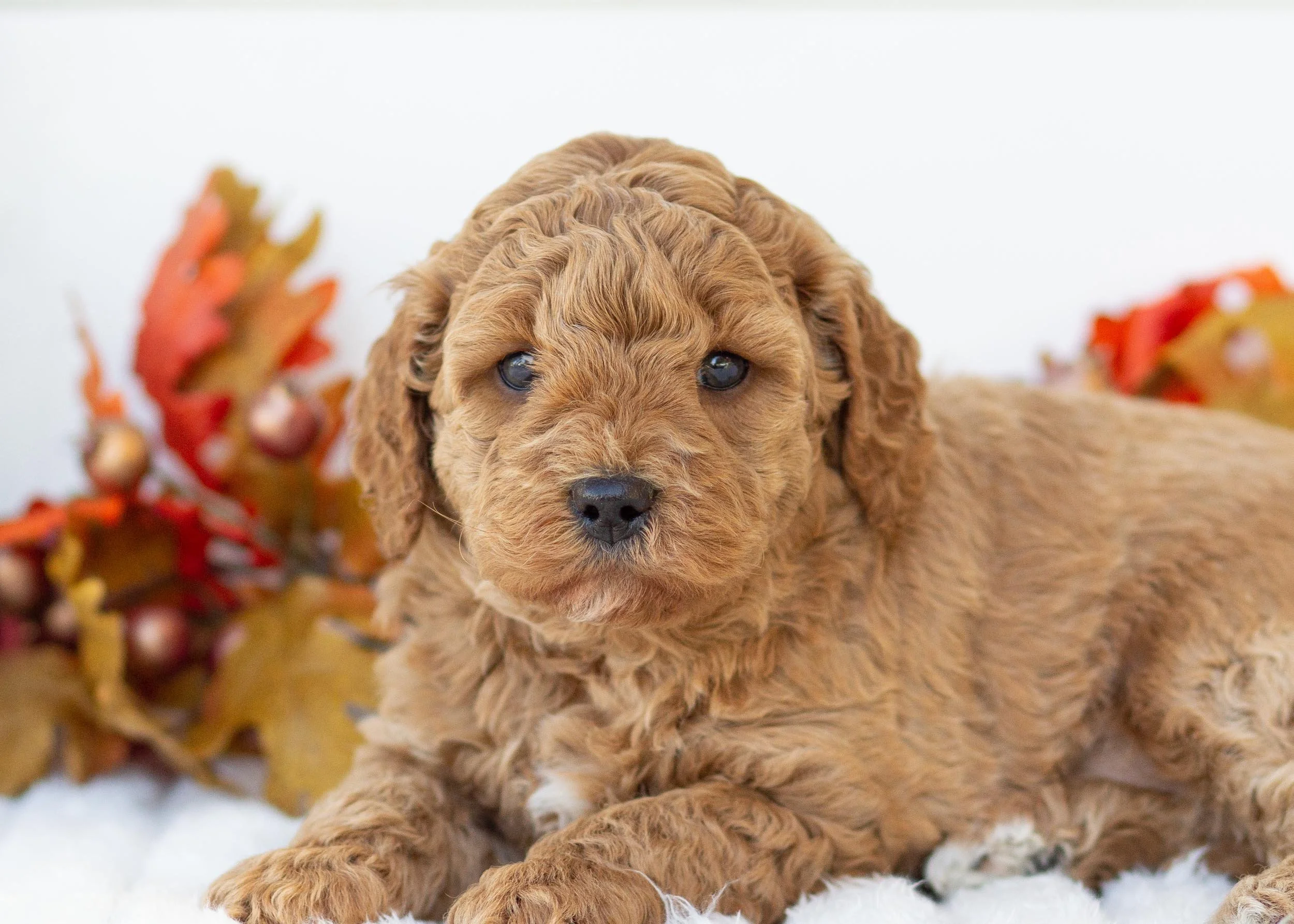 Milkyway goldendoodle for sale(1).jpg