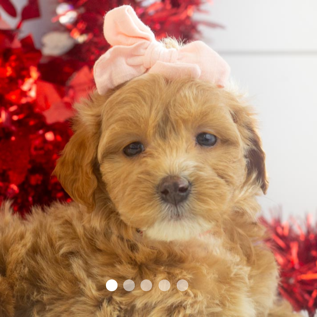 Copy of FBP Design.png