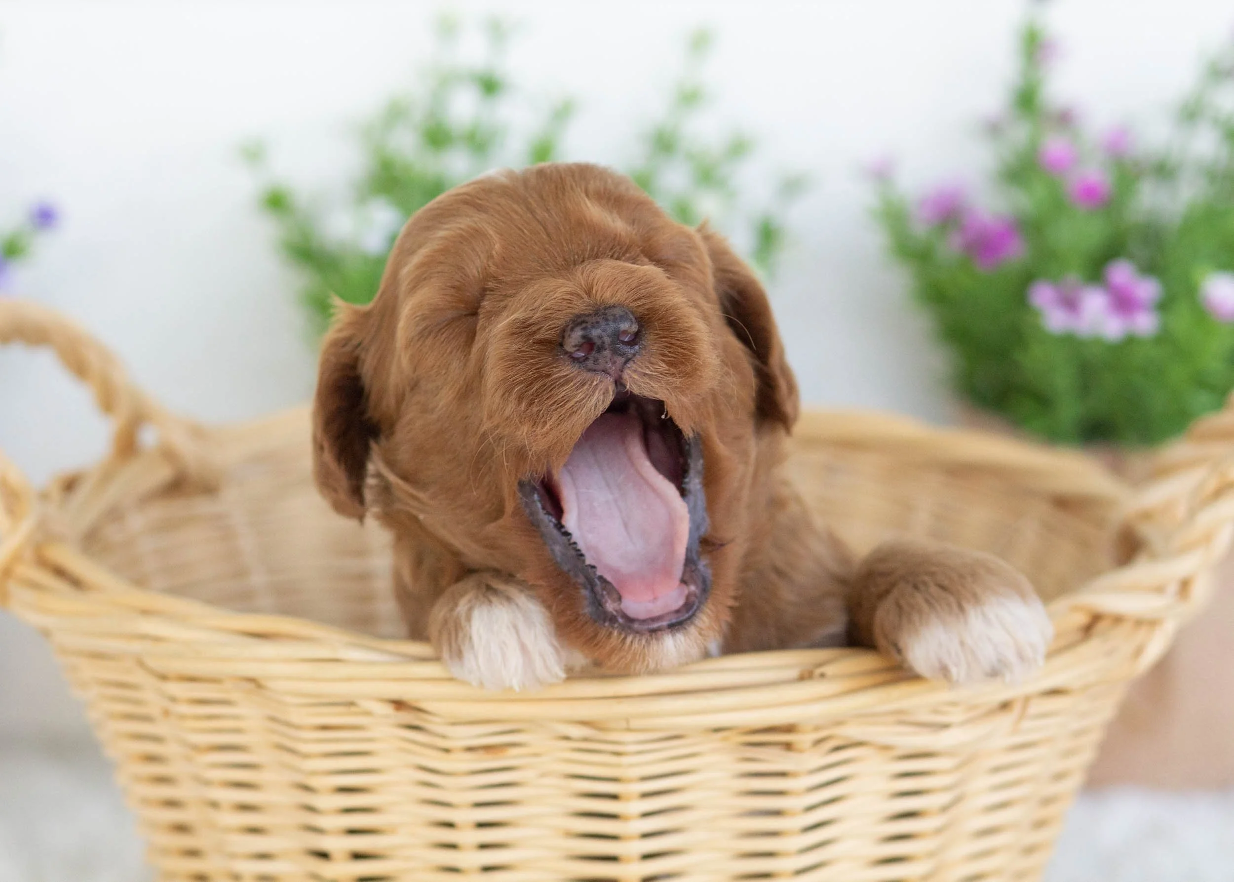 Elephant Ear Goldendoodle for sale(2).jpg