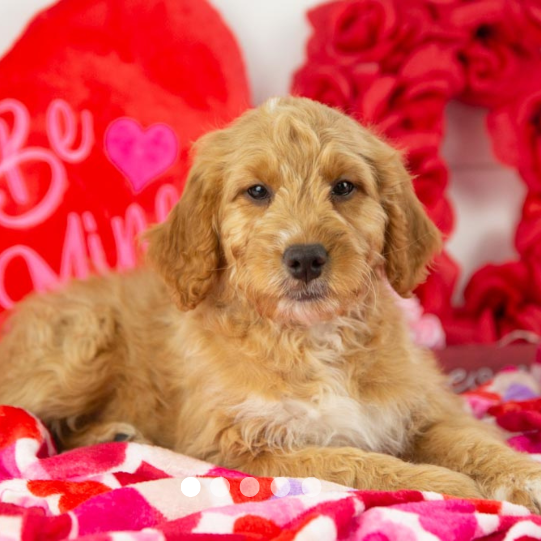 Copy of FBP Design.png