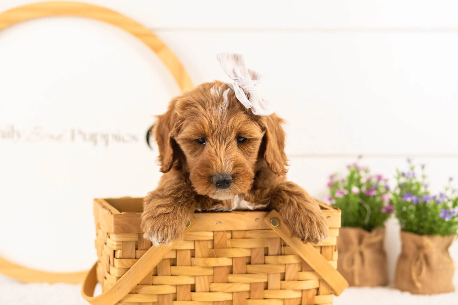 Rosalind goldendoodle for sale(3).jpg