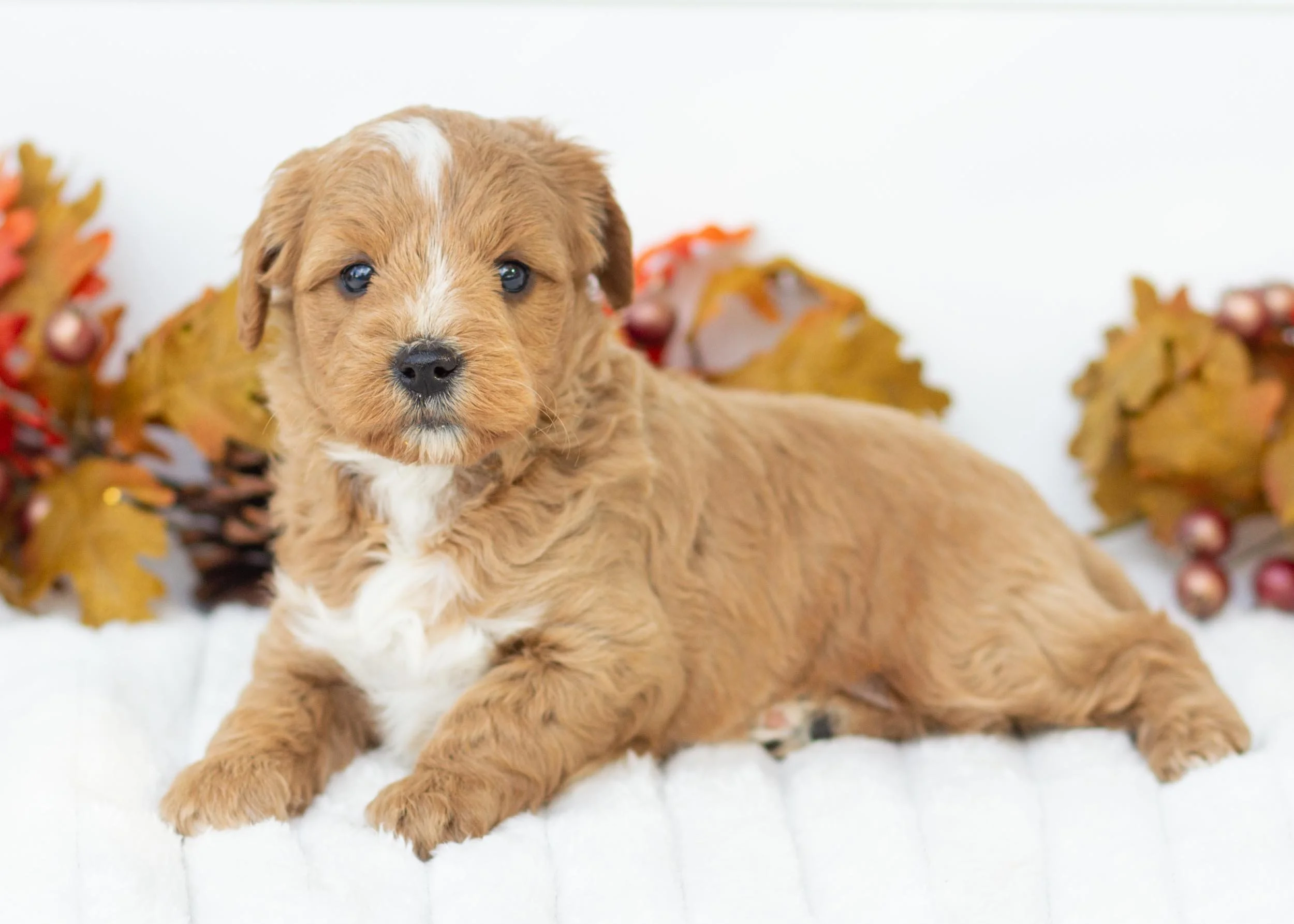 Strawberry goldendoodle for sale(1).jpg