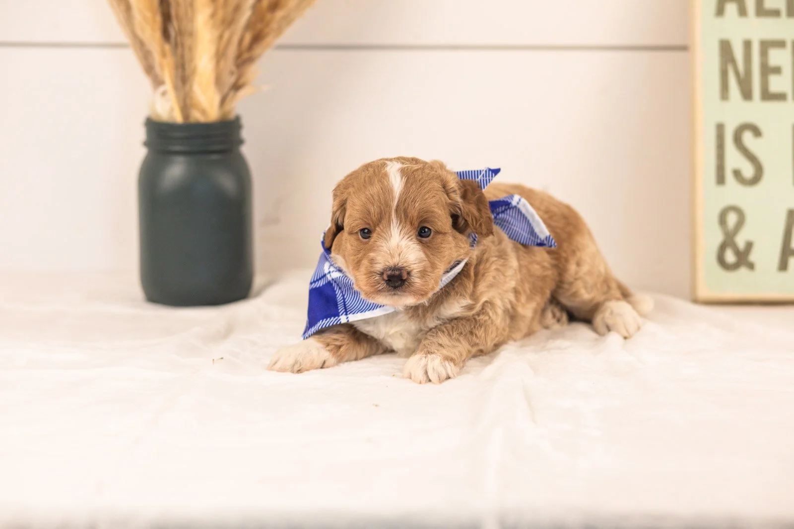 Agape goldendoodle for sale(4).jpg