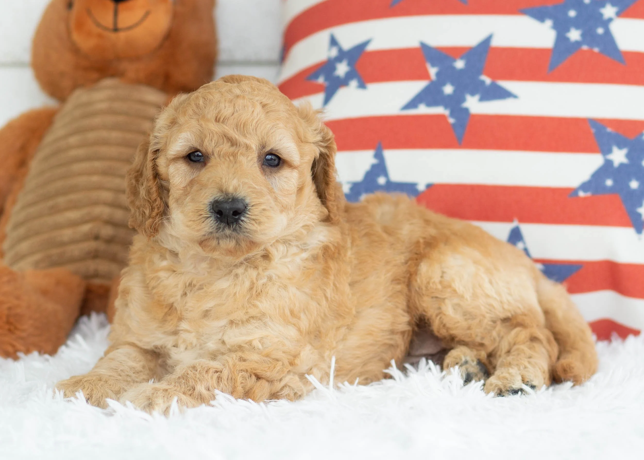 Bean Goldendoodle For Sale.jpg