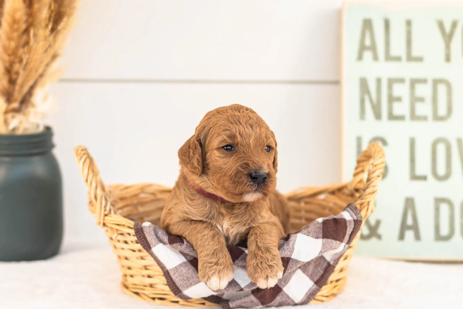 Lottie goldendoodle for sale(2).jpg