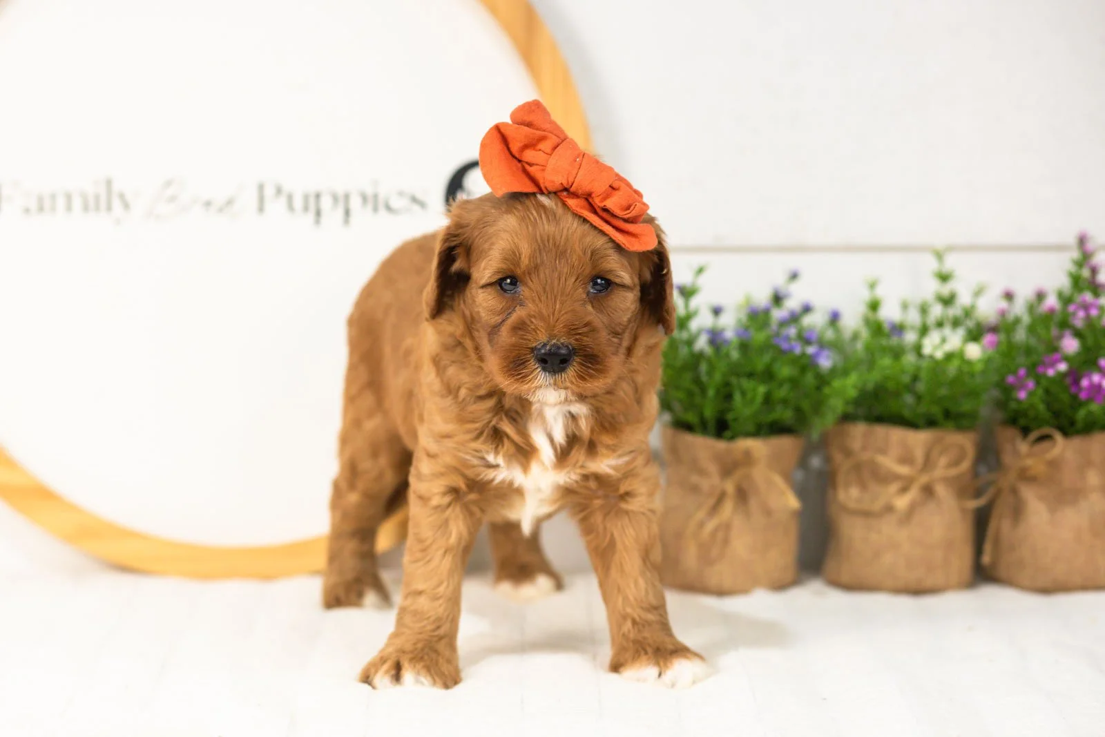 Clarity goldendoodle for sale(2).jpg