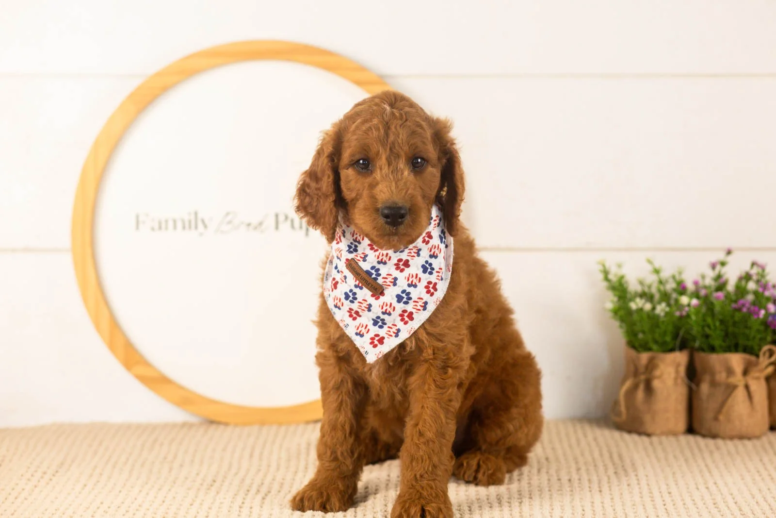 Zion goldendoodle for sale.jpg