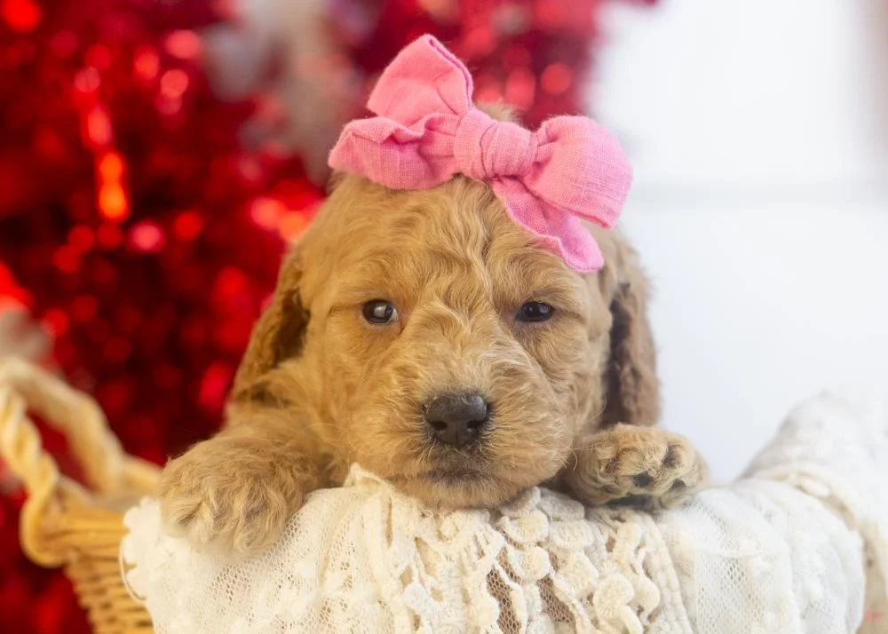 Lindsey goldendoodle for sale.jpg