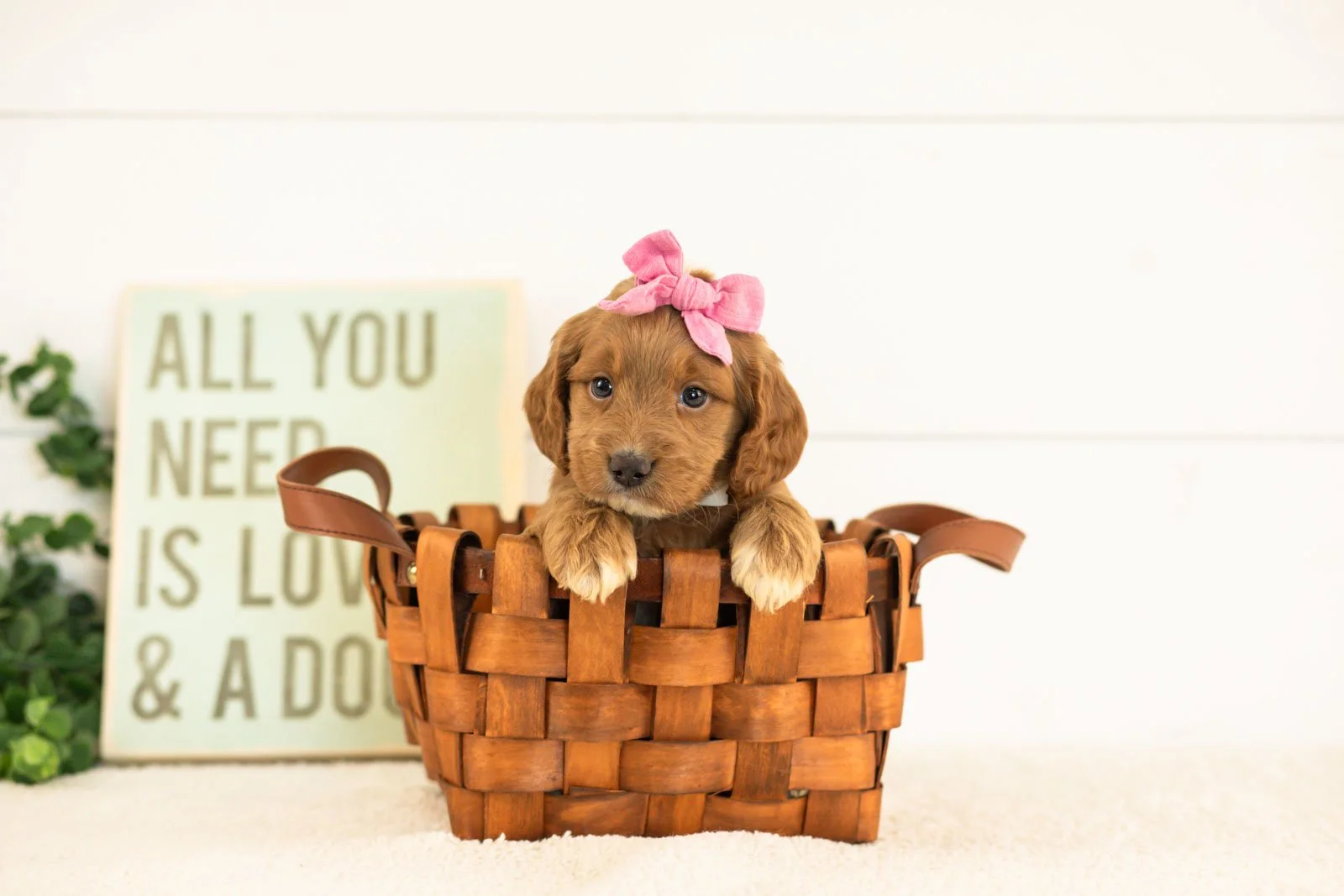 Ember goldendoodle for sale(3).jpg