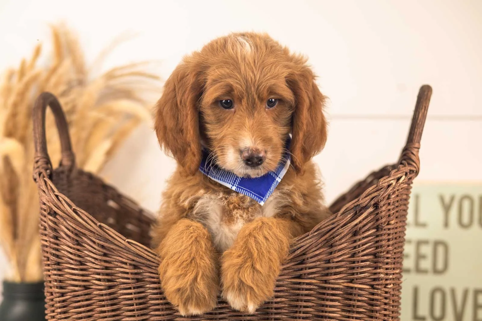 Marley goldendoodle for sale(3).jpg