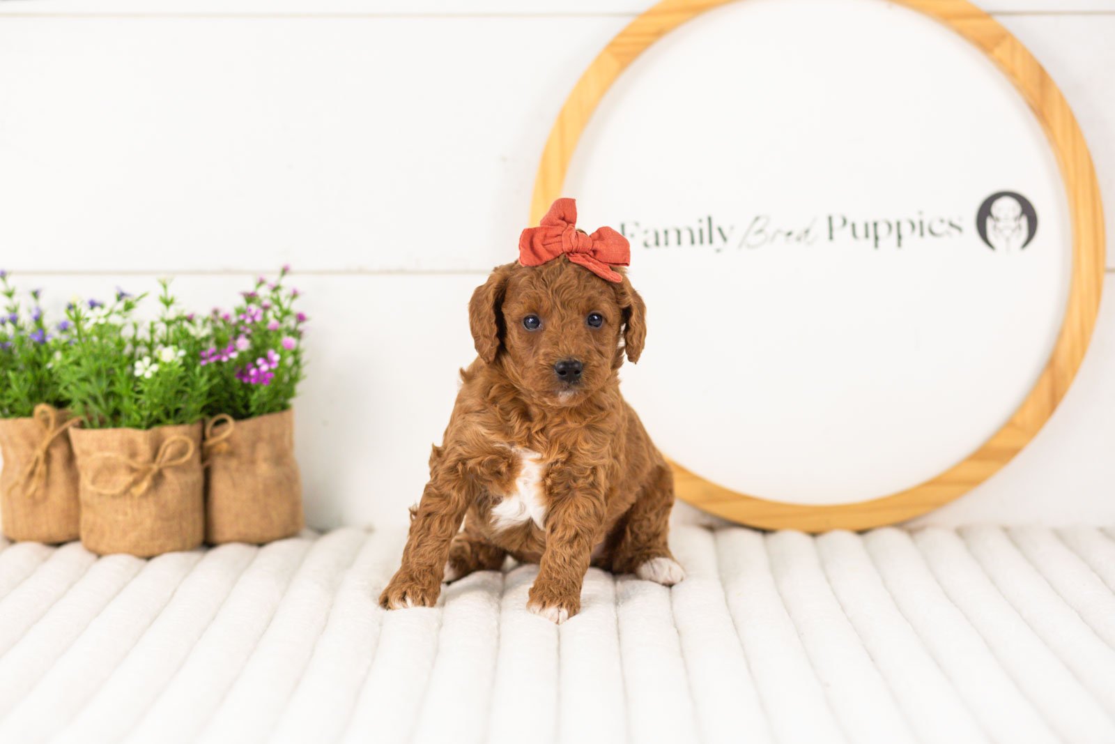 Lexy goldendoodle for sale(2).jpg