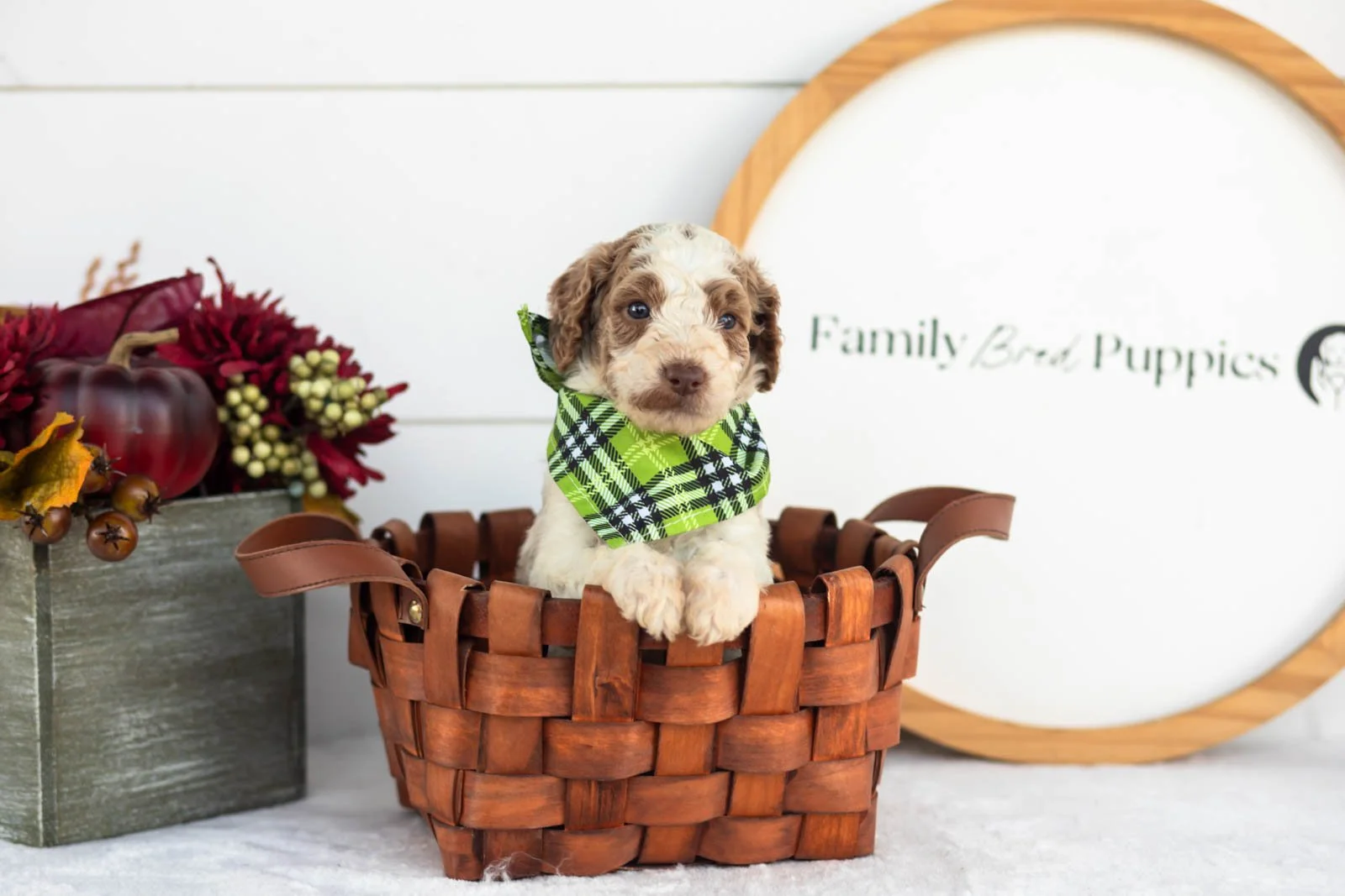 Brooks goldendoodle for sale(2).jpg