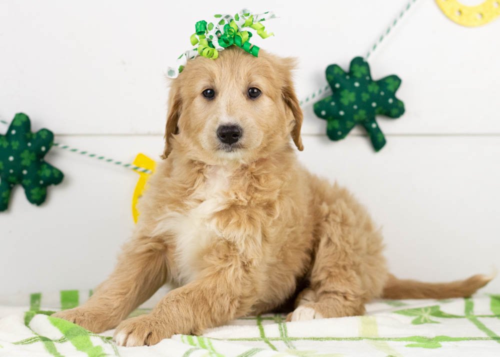 Lolly goldendoodle for sale(3).jpg
