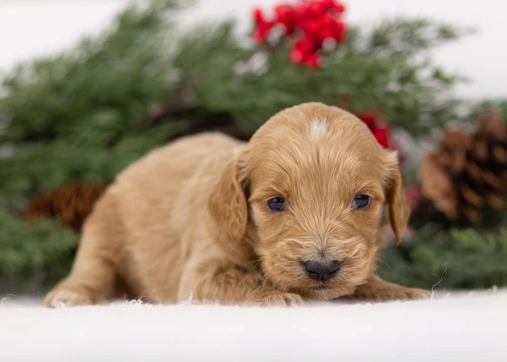 Magic goldendoodle for sale(2).jpg