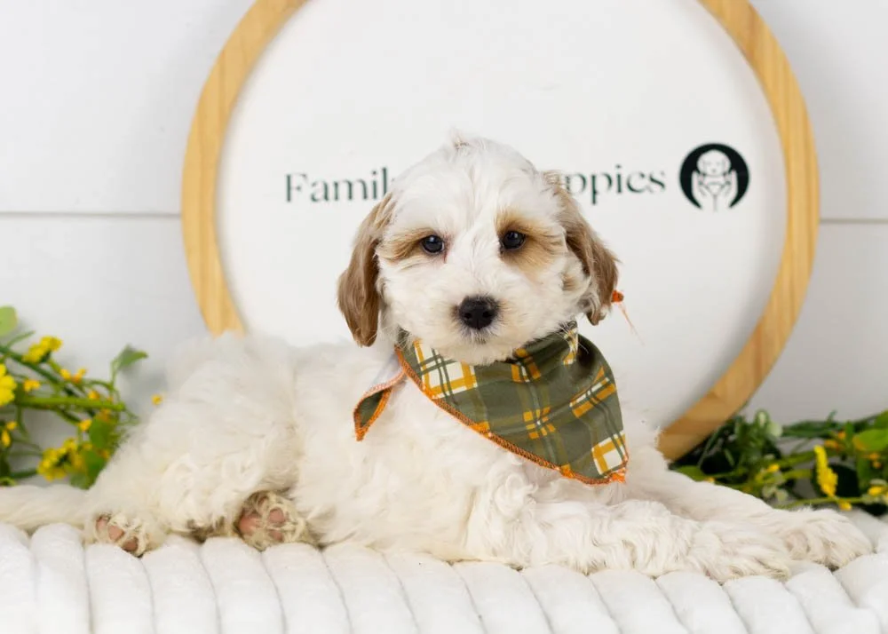 Clay goldendoodle for sale.jpg