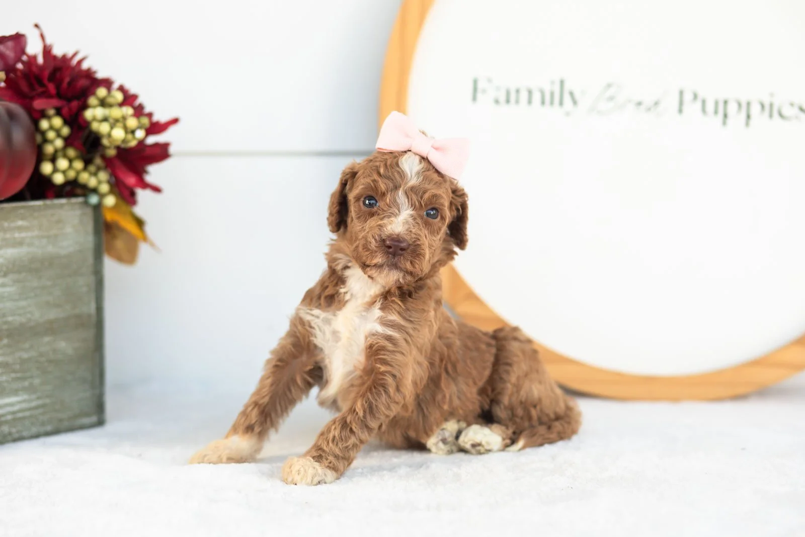 Tatra goldendoodle for sale(4).jpg