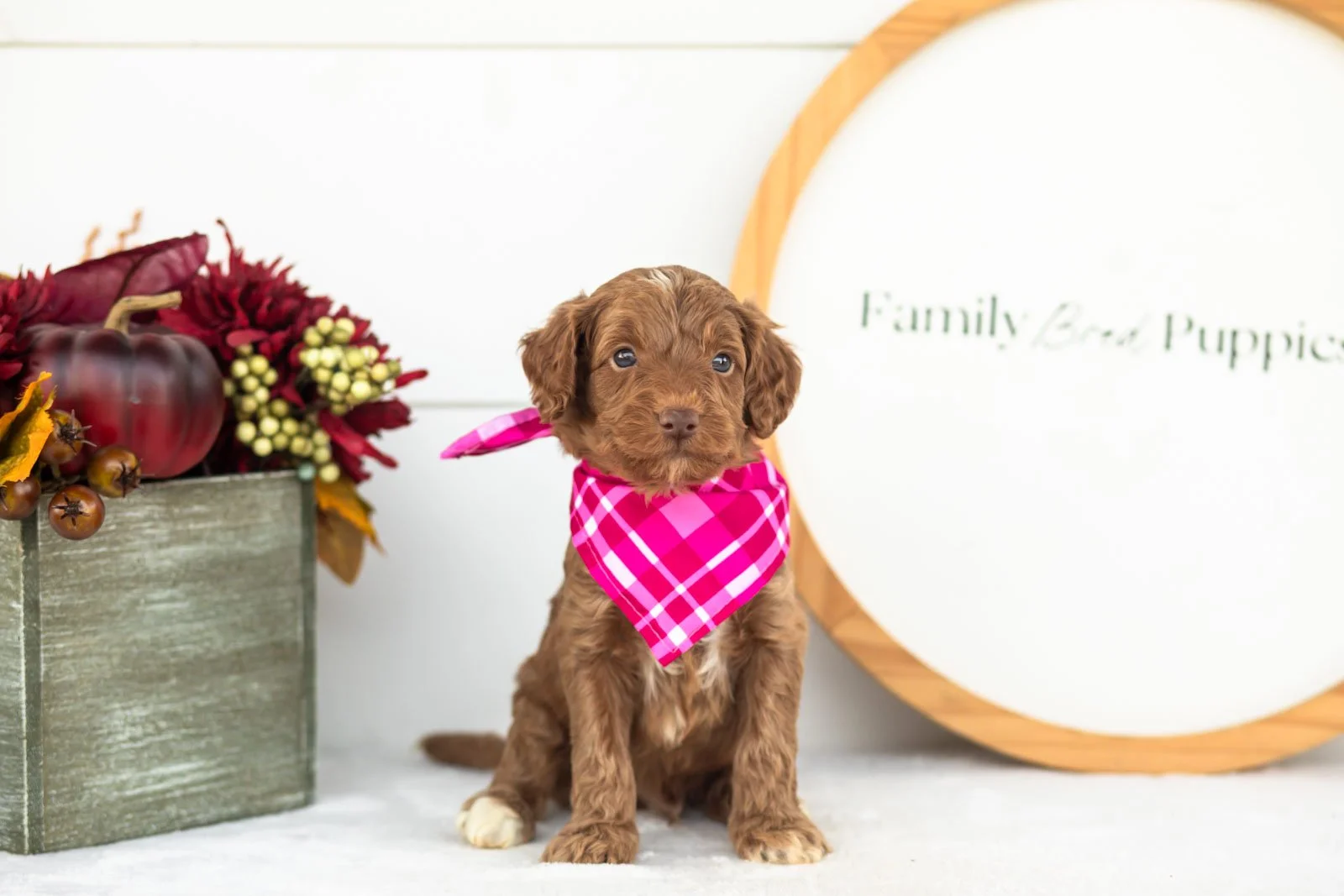 Ozark goldendoodle for sale(3).jpg