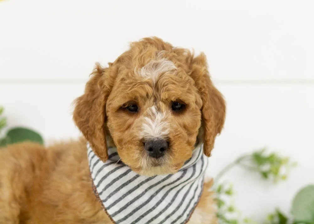 goldendoodle for sale