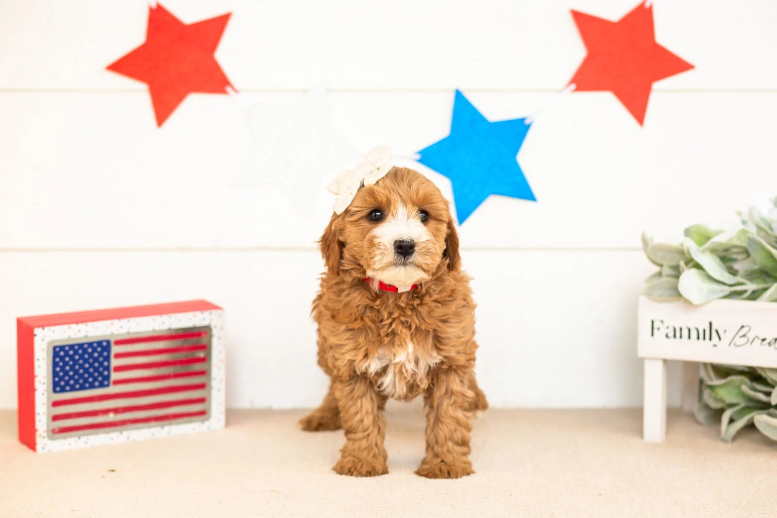 mary goldendoodle for sale(2).jpg