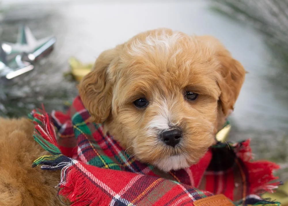 Moose goldendoodle for sale(2).jpg