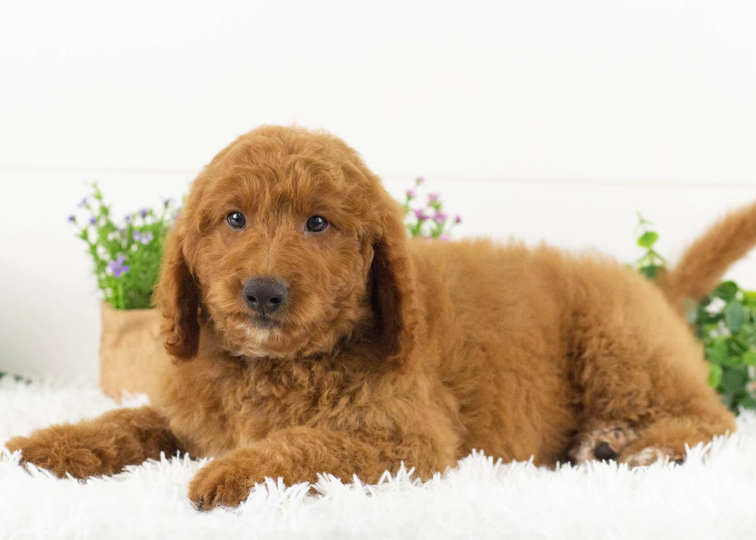 Buster Goldendoodle for sale(2).jpg