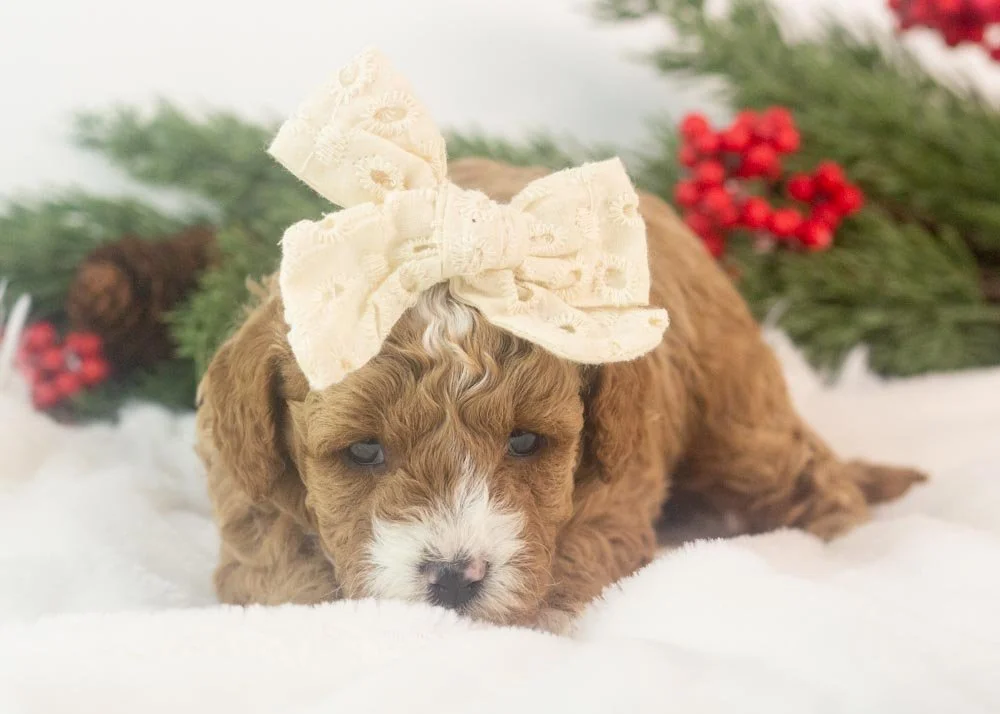 Olympus goldendoodle for sale(3).jpg