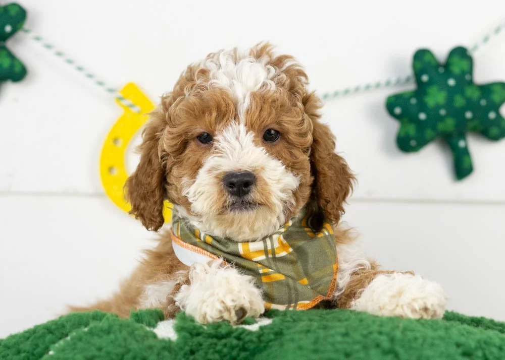 goldendoodle for sale