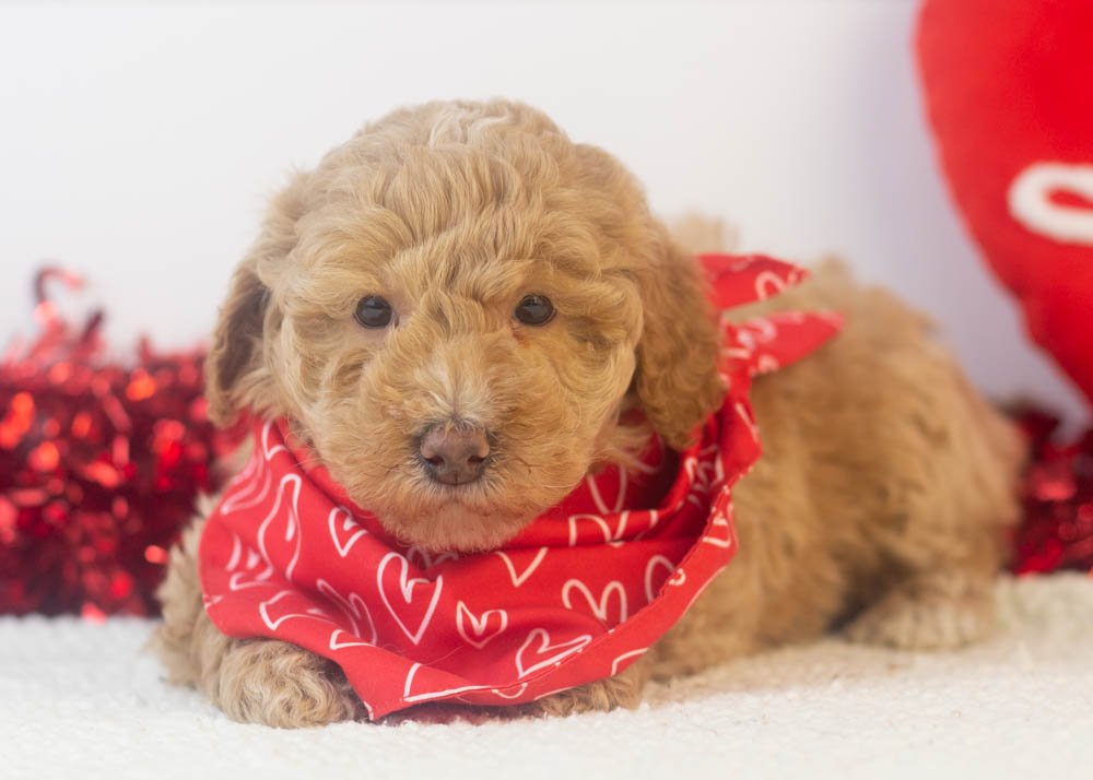 Ohio goldendoodle for sale.jpg