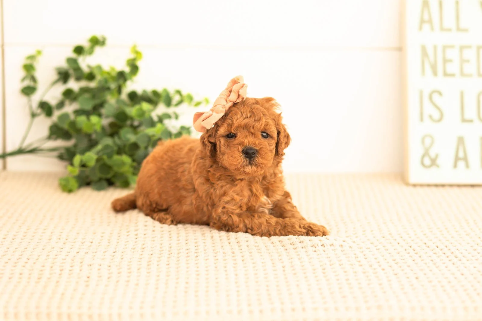 Velvet goldendoodle for sale(3).jpg