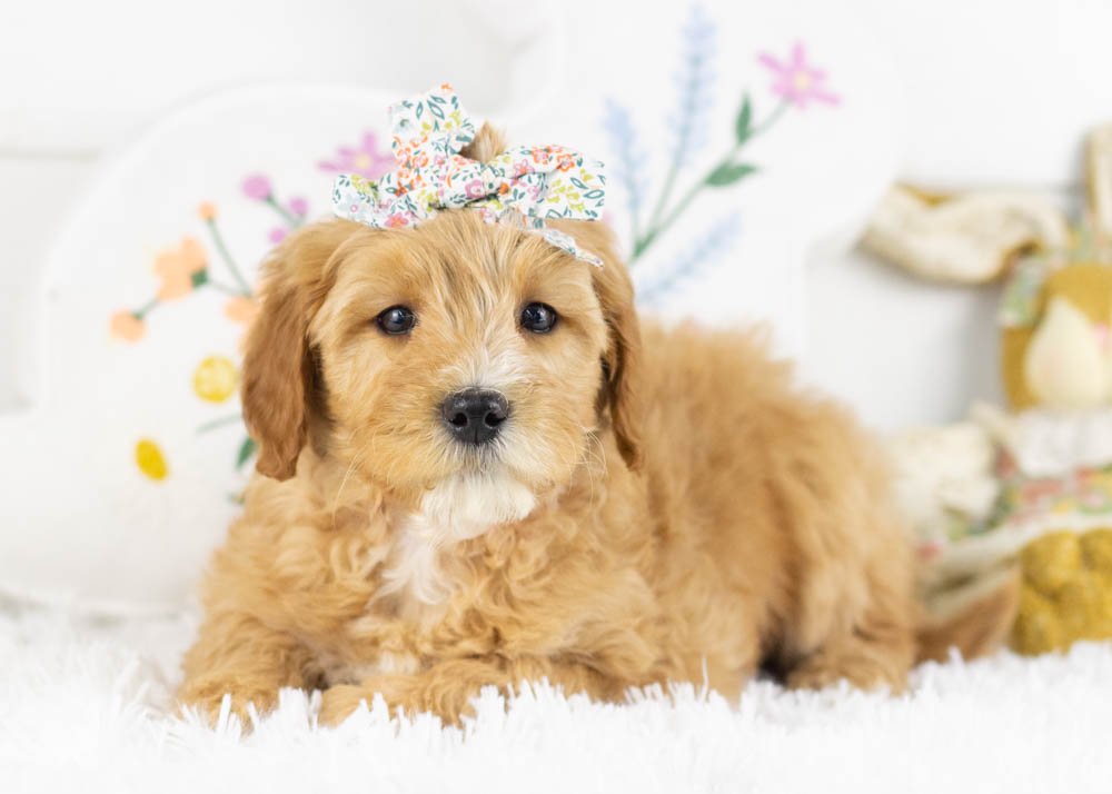 linda goldendoodle for sale(3).jpg