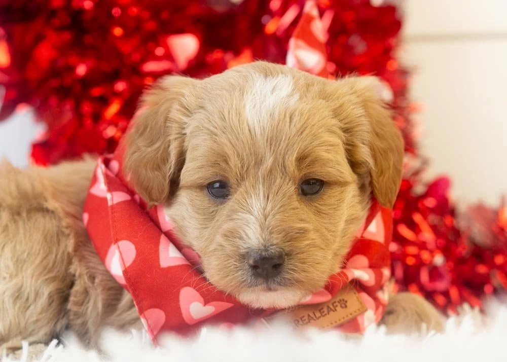 Onyx goldendoodle for sale(2).jpg