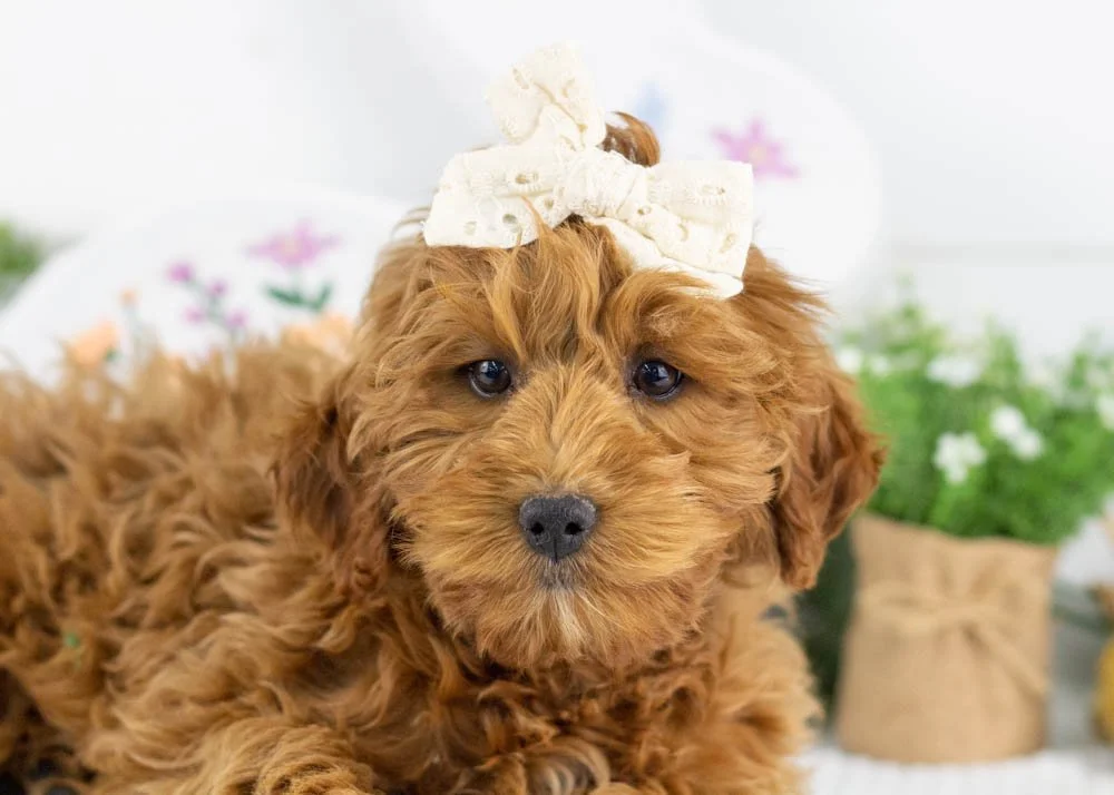 candy goldendoodle for sale(1).jpg