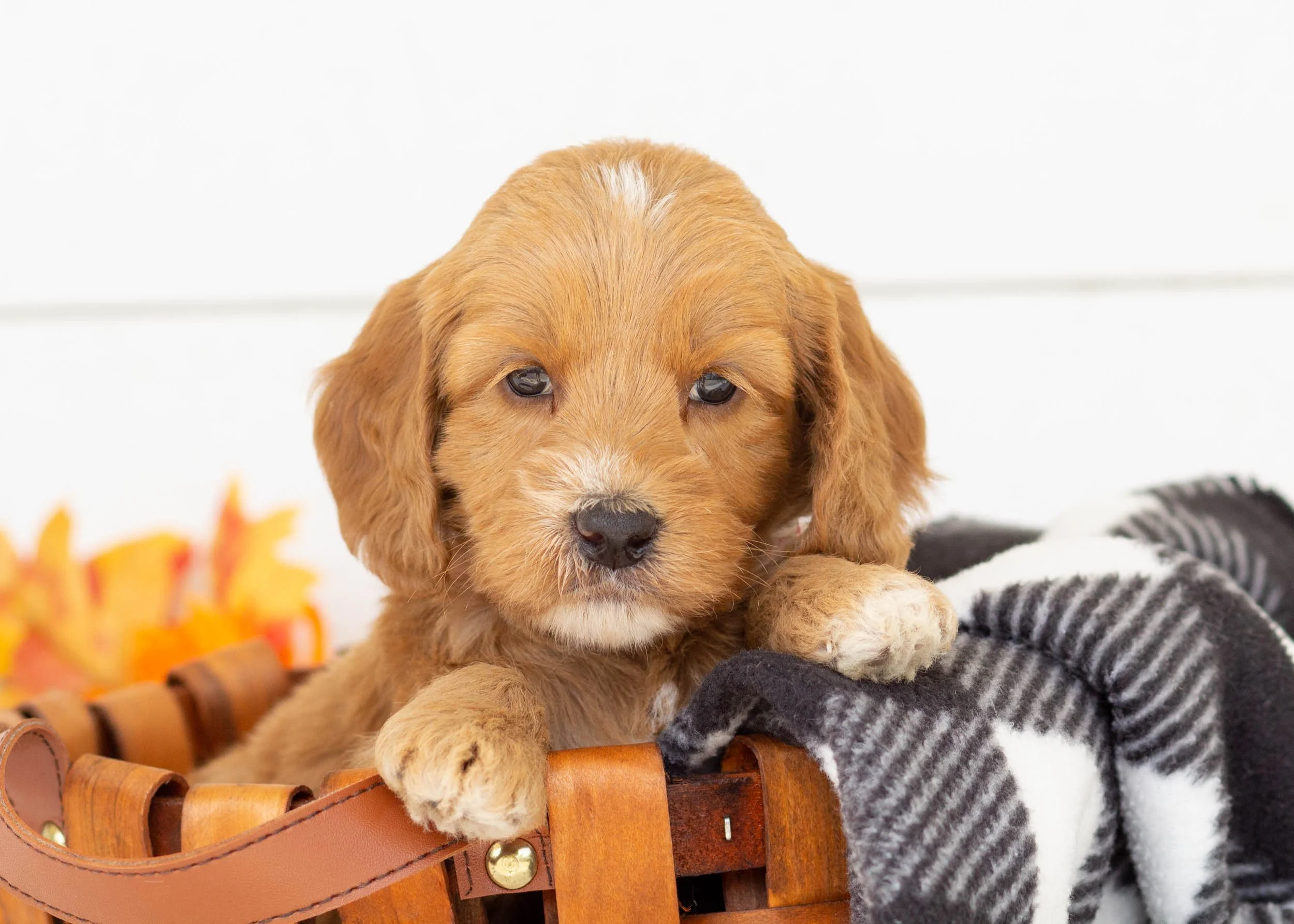 Ruff goldendoodle for sale(3).jpg