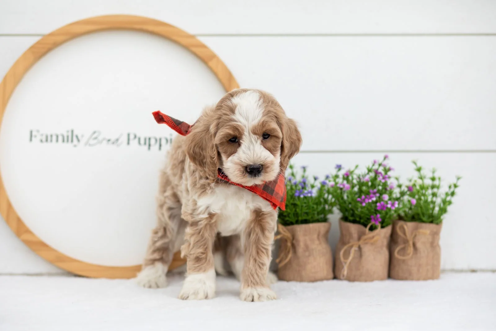 Peter goldendoodle for sale(2).jpg