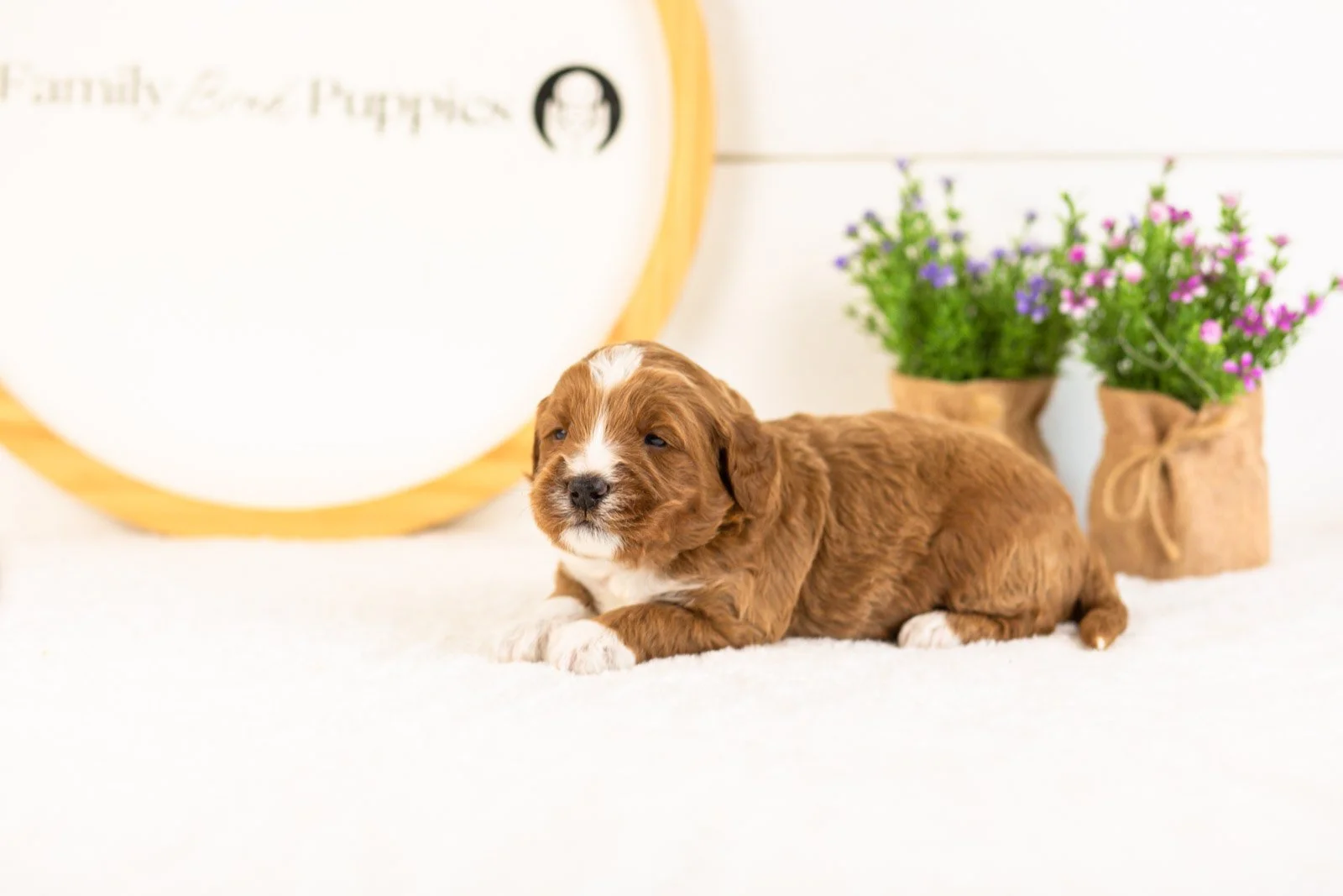 Harvarti goldendoodle for sale.jpg