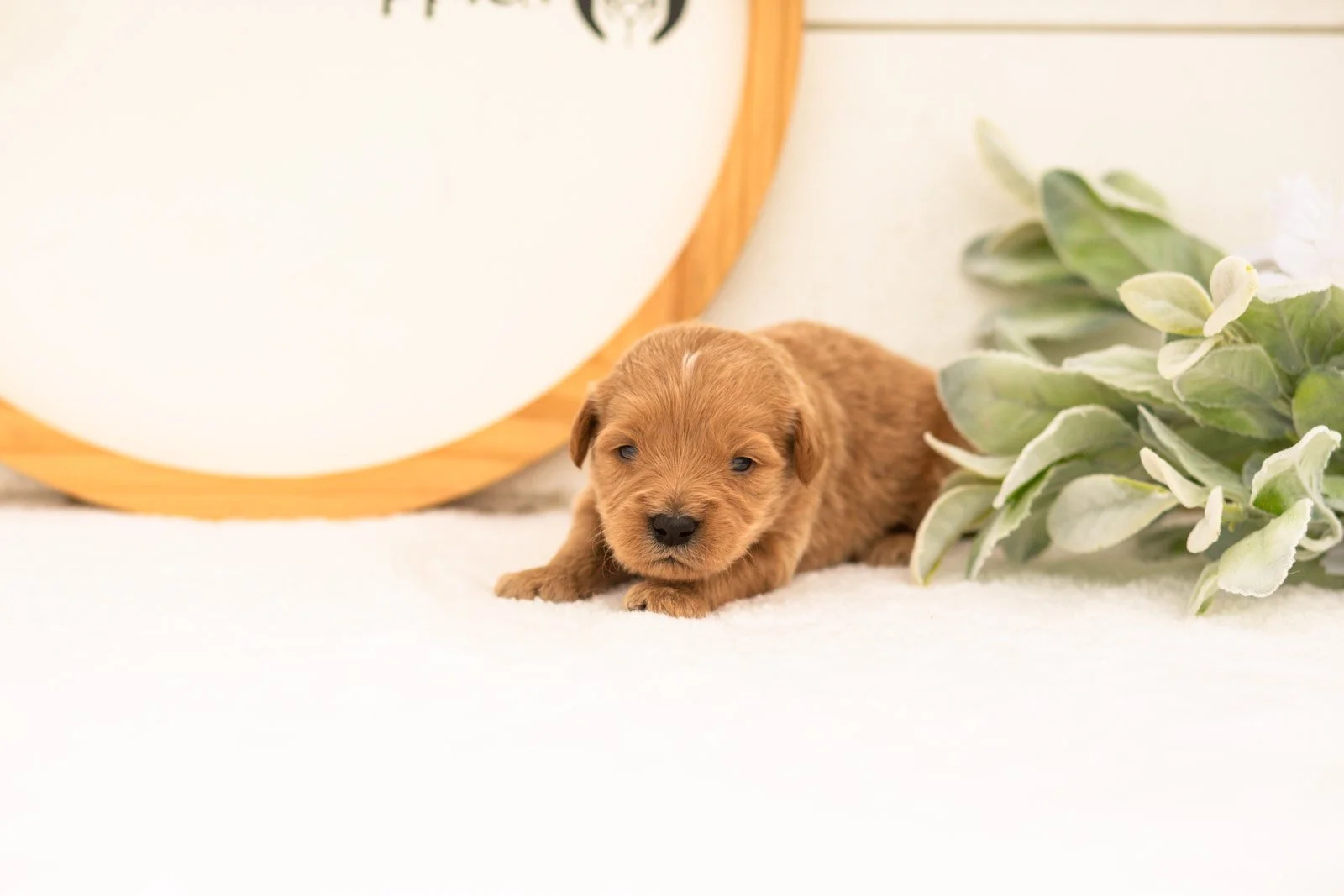Evan goldendoodle for sale..jpg