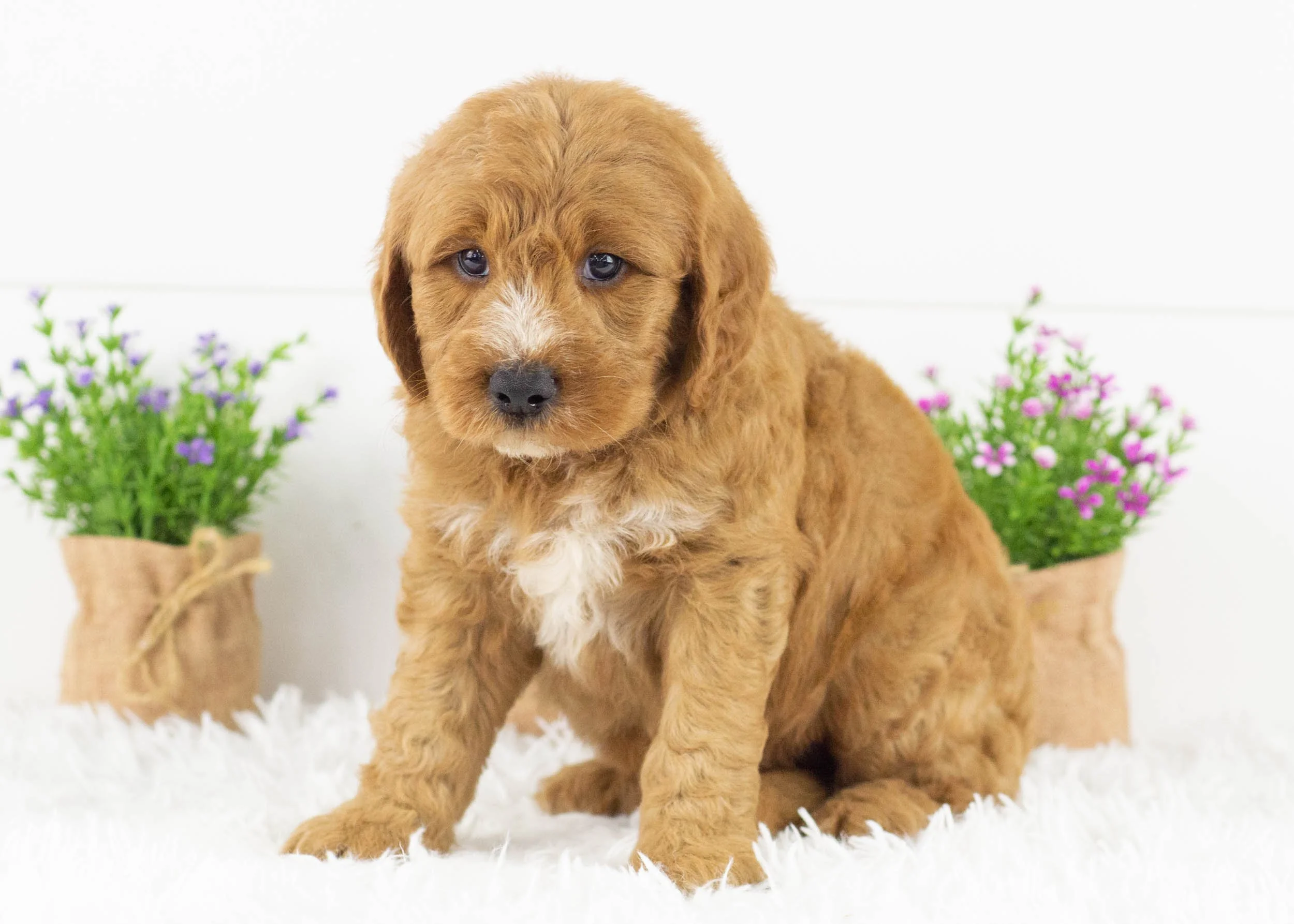 Cardinal goldendoodle for sale0.jpg