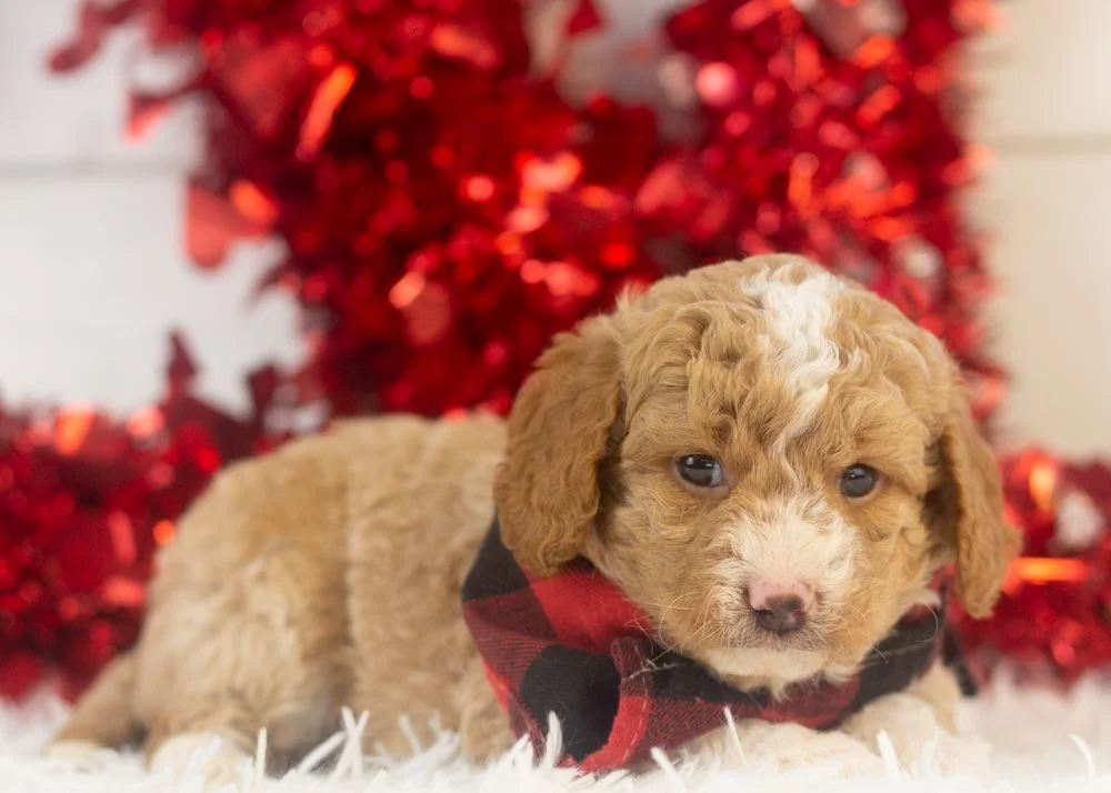 Bowser goldendoodle for sale(2).jpg
