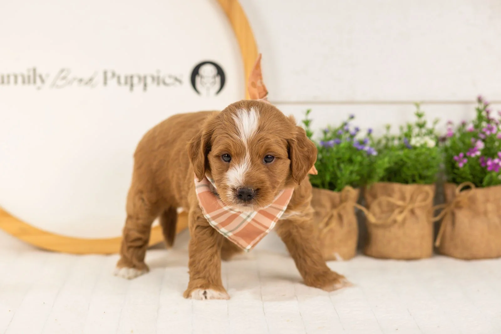 Bobby goldendoodle for sale(2).jpg