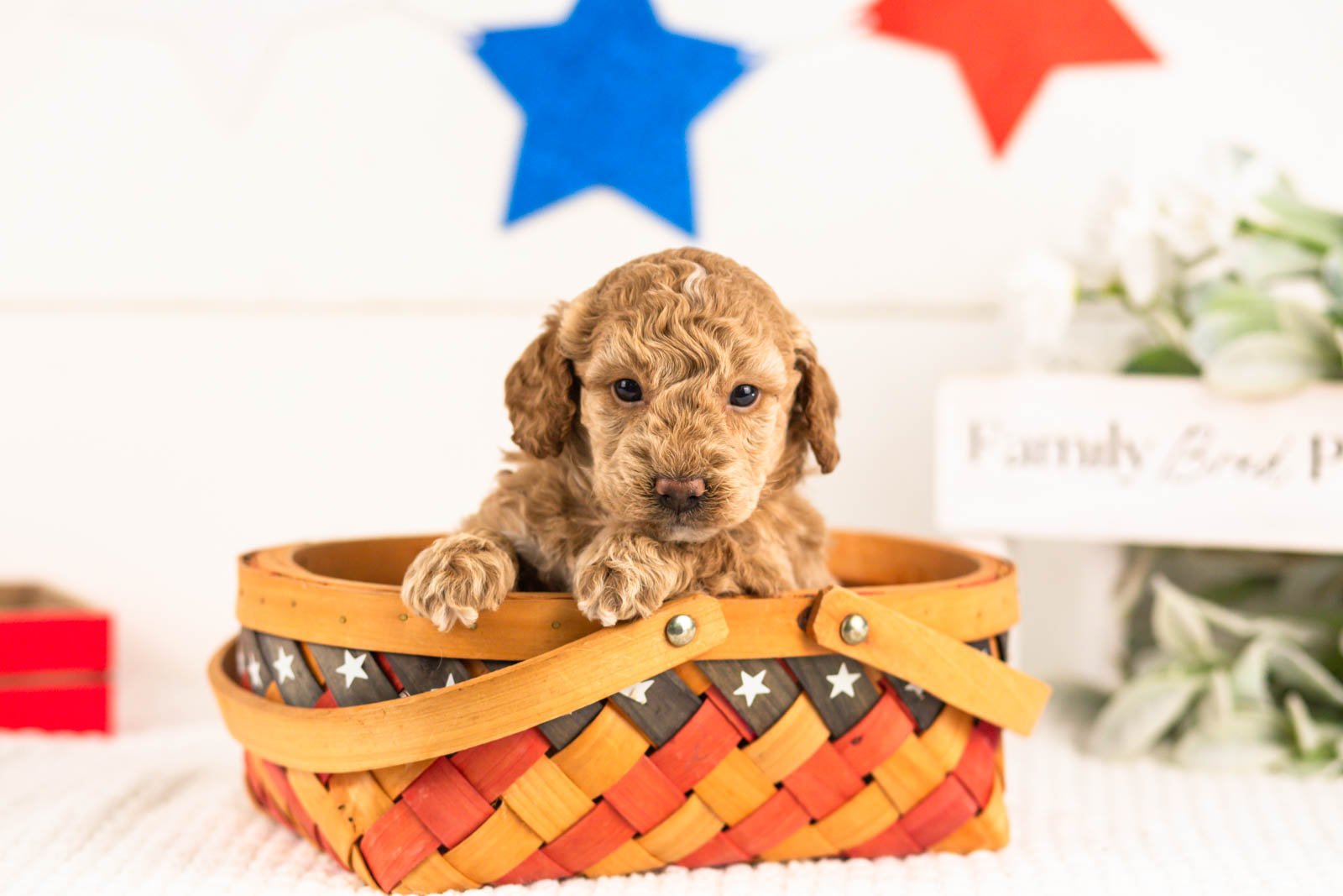 Benji goldendoodle for sale(3).jpg