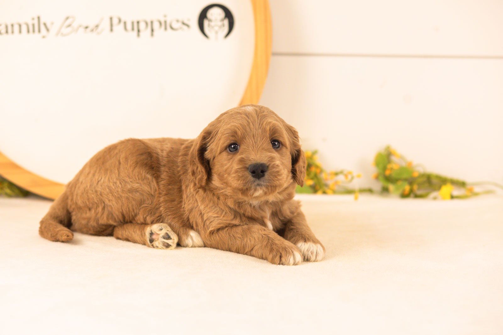 Odessa goldendoodle for sale.jpg