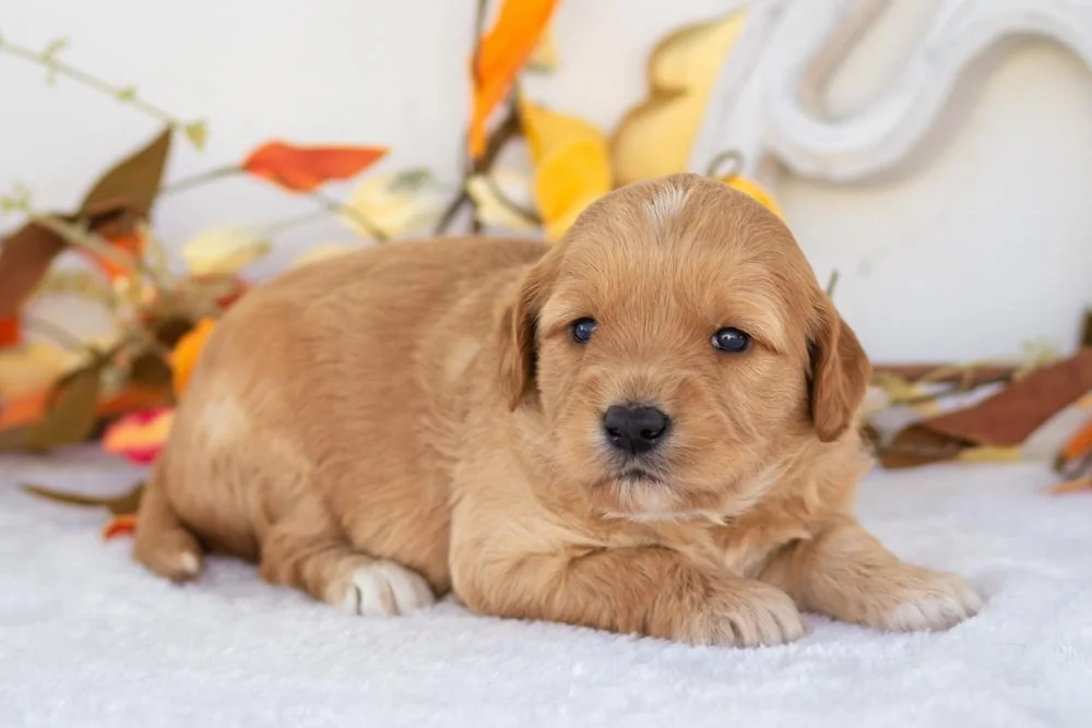 pecan pie goldendoodle for sale(3).jpg