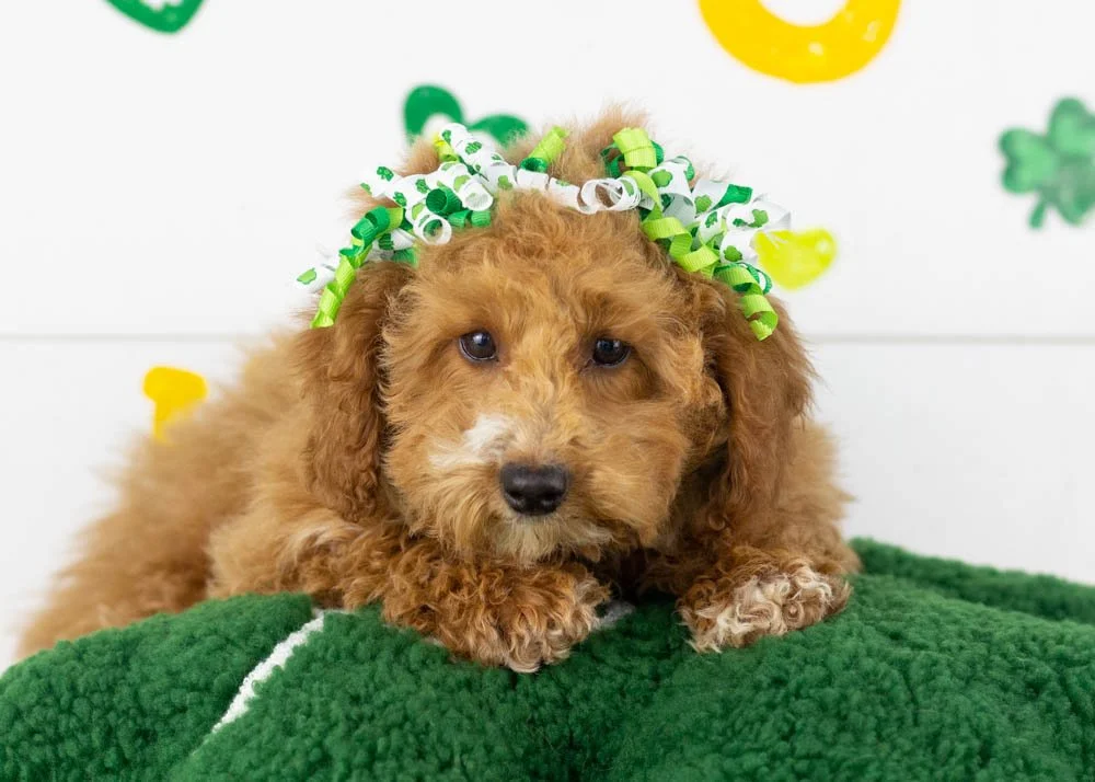 Chilli goldendoodle for sale.jpg