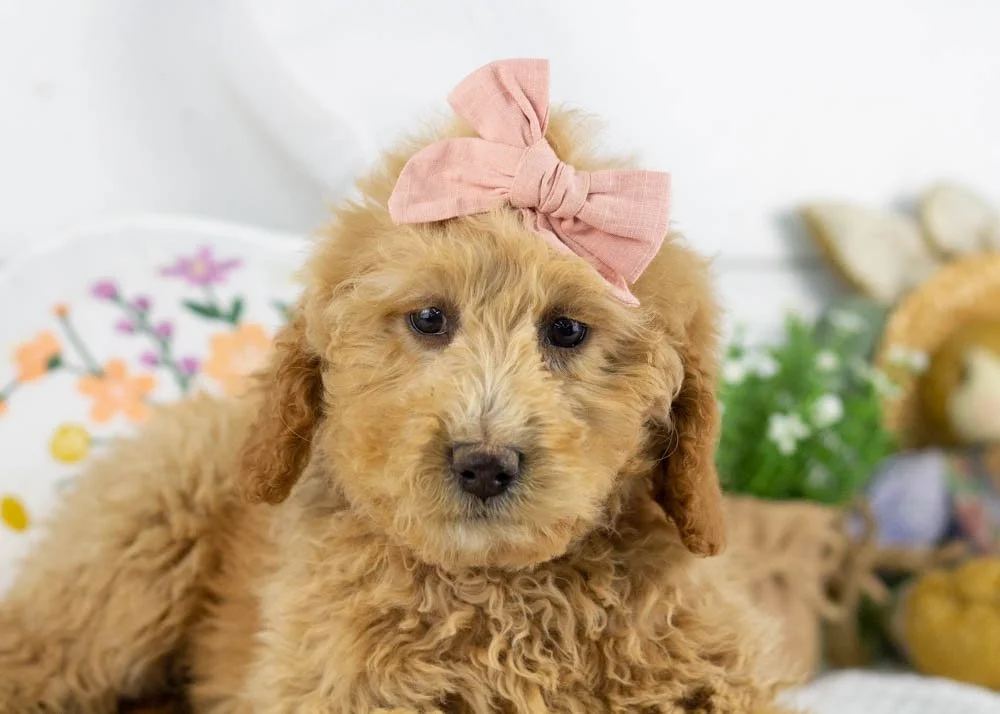 lindsey goldendoodle for sale(1).jpg