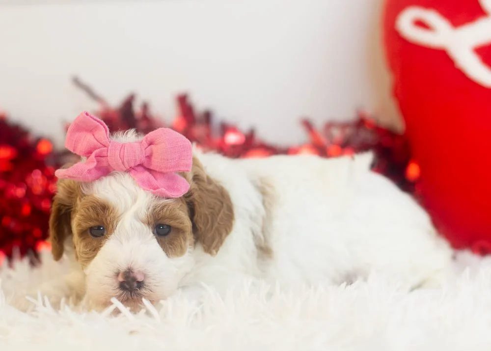 Porsche goldendoodle for sale.jpg