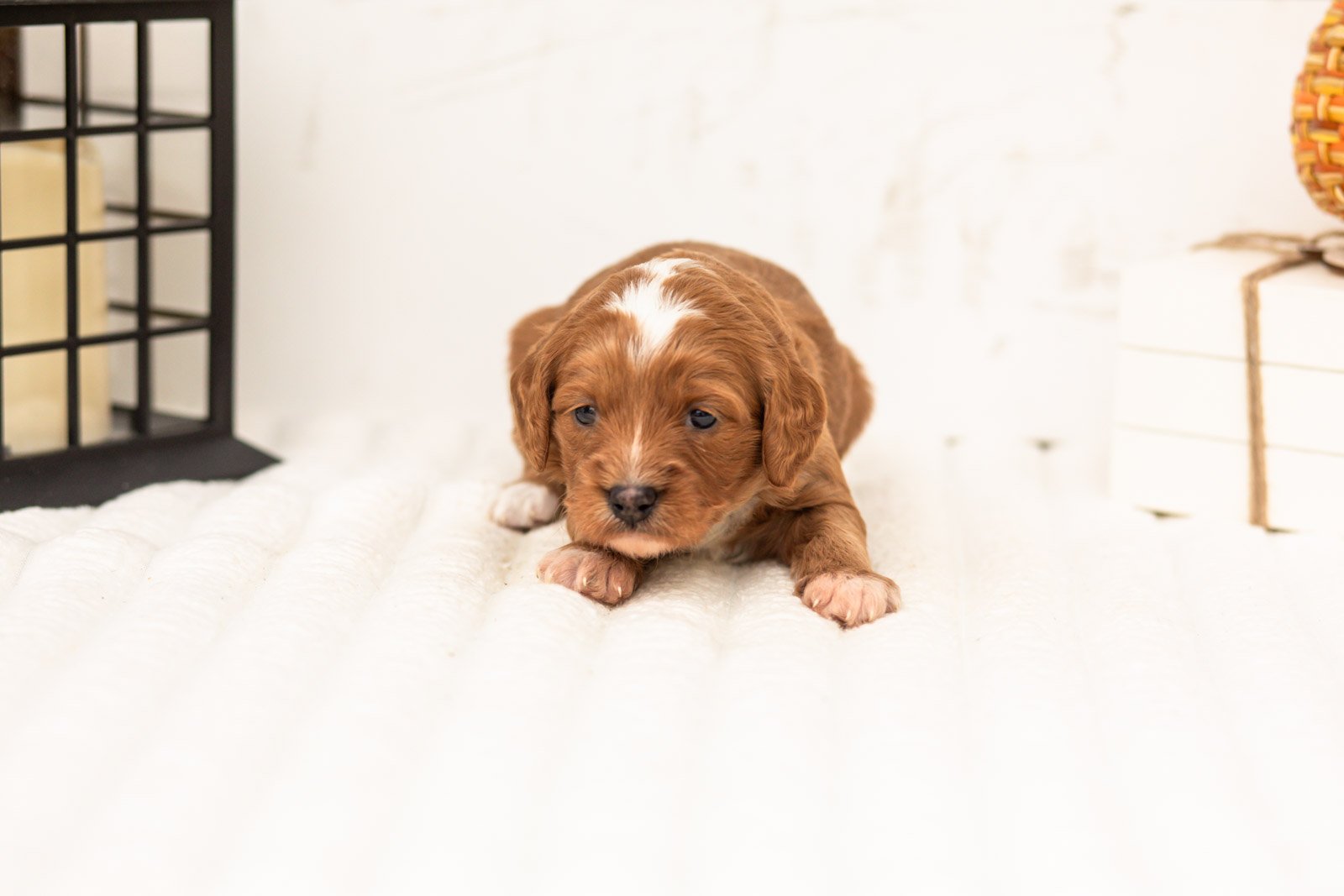 Rose goldendoodle for sale 3.jpg