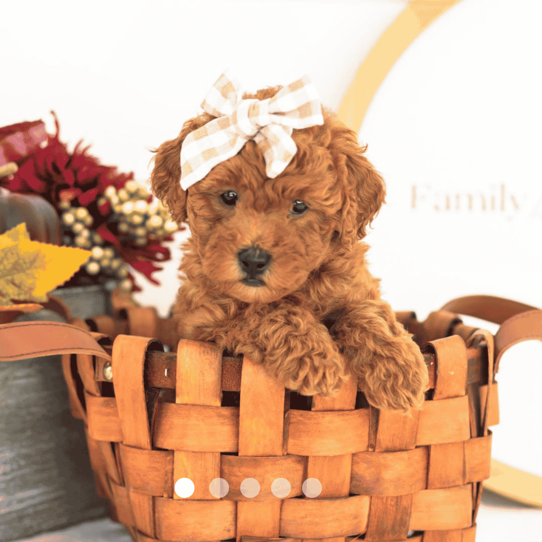 template 2.png