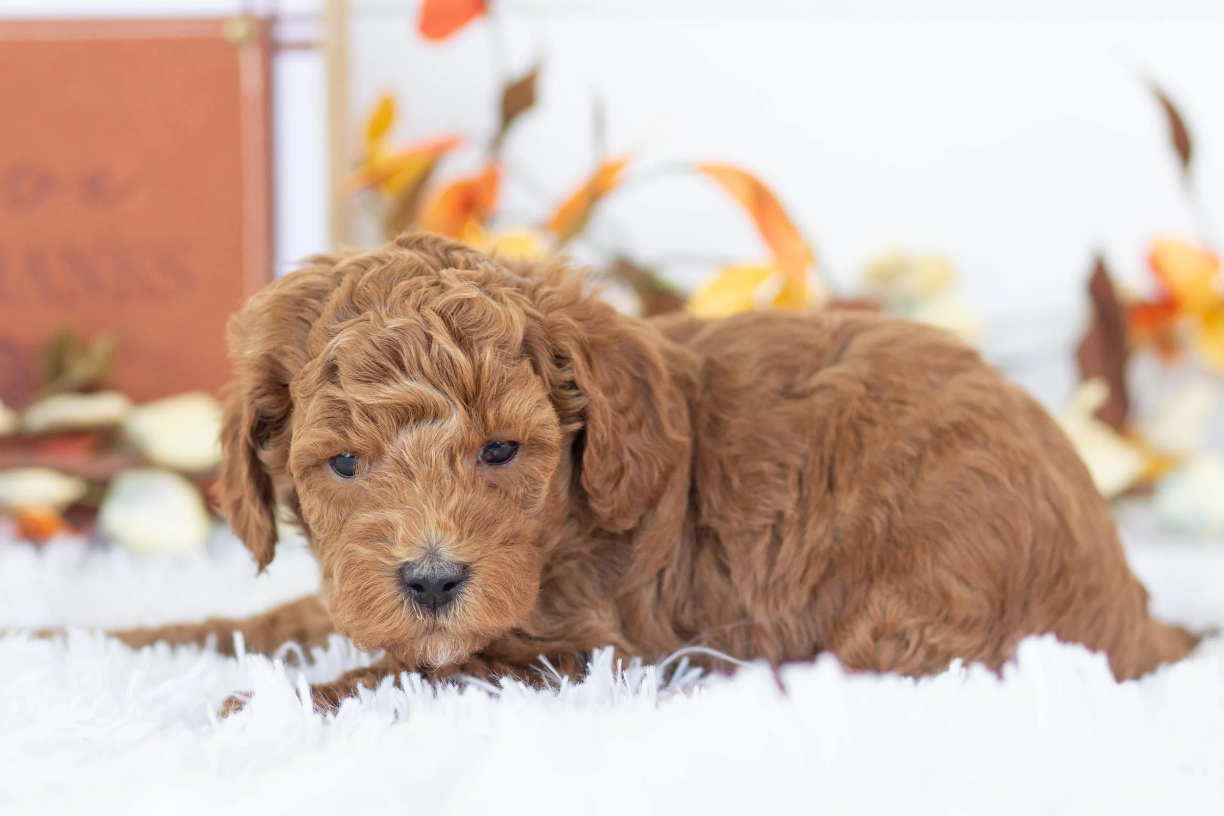 jogger goldendoodle for sale(1).jpg