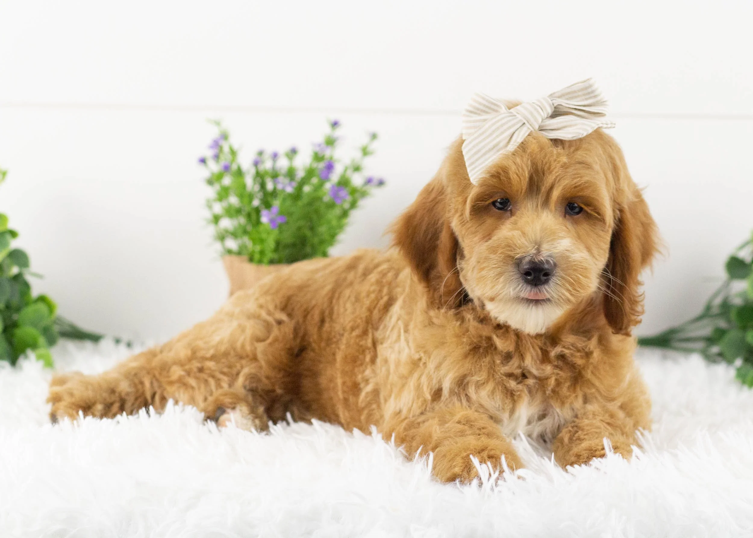 Americano Goldendoodle for sale(2).jpg