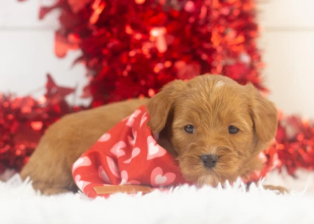 Mike goldendoodle for sale..jpg